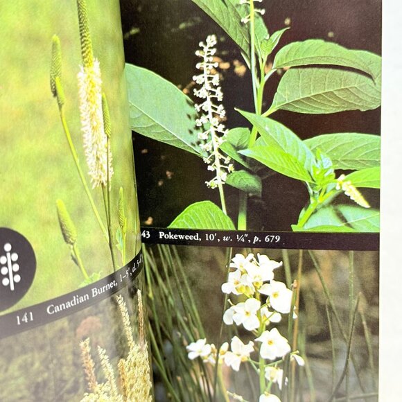 The Audubon Society Field Guide To North American Wildflowers - Eastern Region - Picture 4 of 8